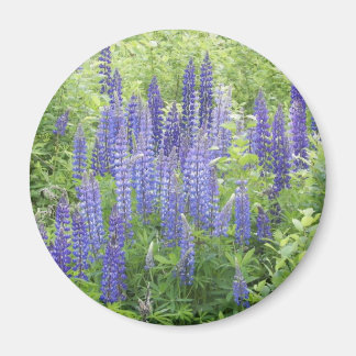 Aimant Lupine sauvage