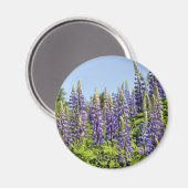 Aimant Lupines (Recto/Verso)