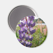 Aimant Lupins pourpres (Recto/Verso)