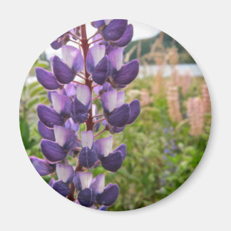 Aimant Lupins pourpres
