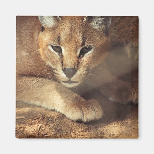 Aimant Lynx (Devant)