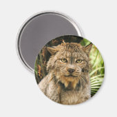 Aimant Lynx 4200e canadienne (Recto/Verso)