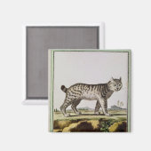 Aimant Lynx canadienne (Recto/Verso)