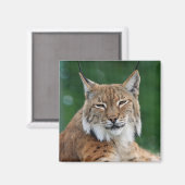 Aimant Lynx / Chat sauvage (Recto/Verso)