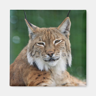 Aimant Lynx / Chat sauvage