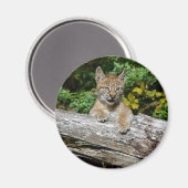 Aimant Lynx Kitten de Sibérie (Recto/Verso)