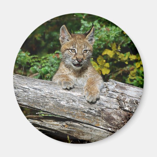 Aimant Lynx Kitten de Sibérie (Devant)