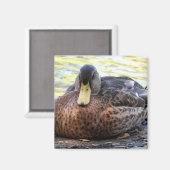 Aimant Lynx Lake (Recto/Verso)