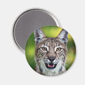 Aimant Lynx sibérienne souriante (Recto/Verso)