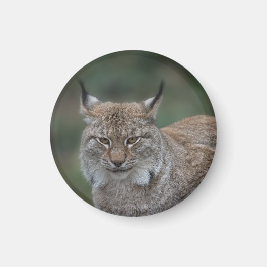 Aimant Lynx Vous Regarde (Devant)