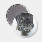 Aimant Lynx Winter (Recto/Verso)