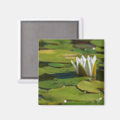 Aimant Lys d'eau (Recto/Verso)