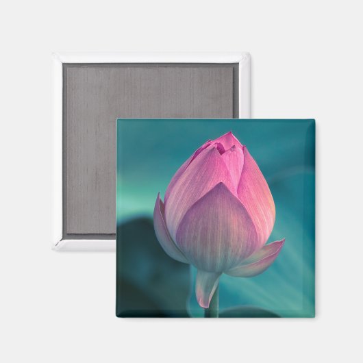 Aimant Lys d'eau Lotus (Recto/Verso)