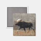 Aimant M10 Bull moose (Recto/Verso)