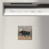 Aimant M10 Bull moose (In Situ (Lave-vaisselle))