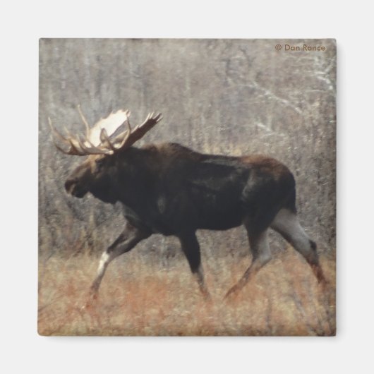 Aimant M10 Bull moose (Devant)