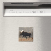 Aimant M10 Orignal (In Situ (Lave-vaisselle))