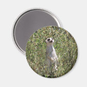 Aimant M. Meerkat (Recto/Verso)