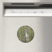 Aimant M. Meerkat (In Situ (Lave-vaisselle))