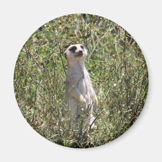 Aimant M. Meerkat (Devant)