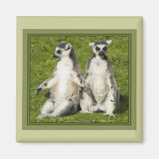 Aimant M. & Mme Lemur