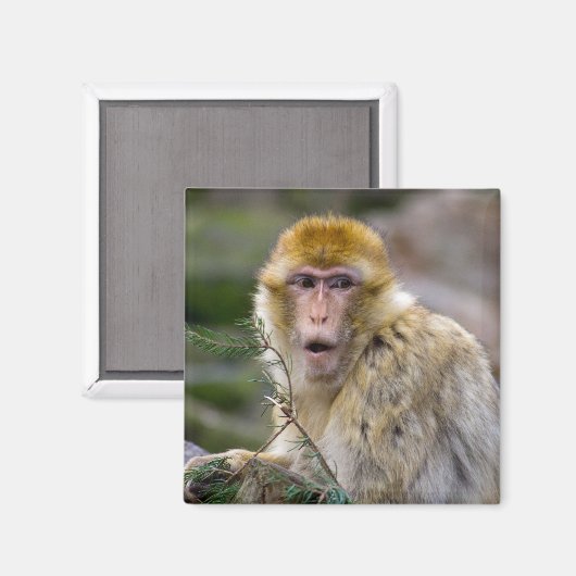 Aimant Macaca sylvanus (Recto/Verso)