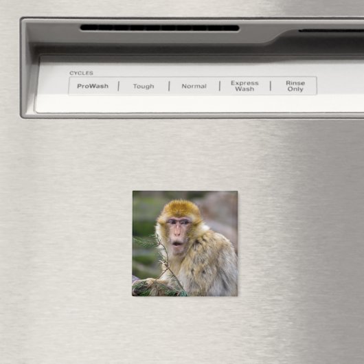 Aimant Macaca sylvanus (In Situ (Lave-vaisselle))