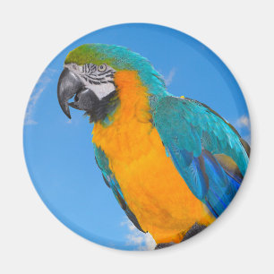 Aimant Macao bleu et jaune
