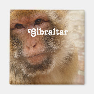 Aimant Macaques du Gibraltar Barbarie