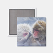 Aimant Macaques japonais (Macaca fuscata) Grooming in (Recto/Verso)