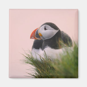 Aimant Macareux atlantique (Fratercula arctica)