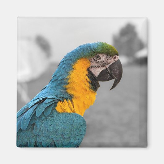 Aimant Macaw Parrot (Devant)