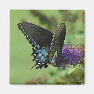 Aimant Machaon noir 9.05-1