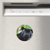 Aimant Macro Black Panther (In Situ (Lave-vaisselle))