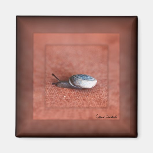 Aimant Macro Photographie de Snail sur Terracotta (Devant)