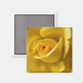 Aimant Macro Rose jaune (Recto/Verso)