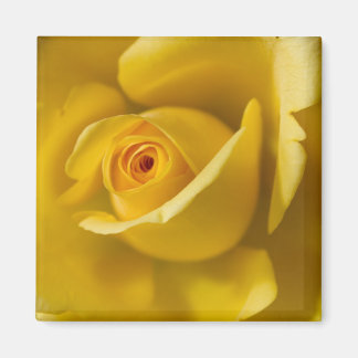 Aimant Macro Rose jaune