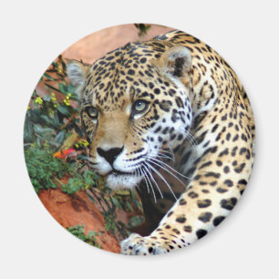 Aimant Macro Stalking Leopard