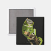 Aimant Madagascar (Recto/Verso)