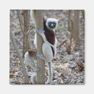 Aimant Madagascar, réserve d'Ankarafantsika ; Ampijoroa ;