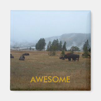 Aimant Magnat de Buffalo