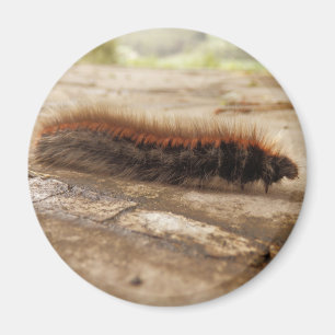 Aimant Magnat de chenille Fox Moth