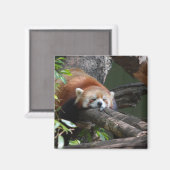 Aimant Magnat de l'ours du panda couché (Recto/Verso)