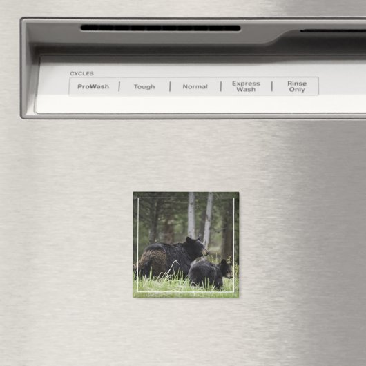 Aimant Magnat de l'ours noir en pierre jaune (In Situ (Lave-vaisselle))