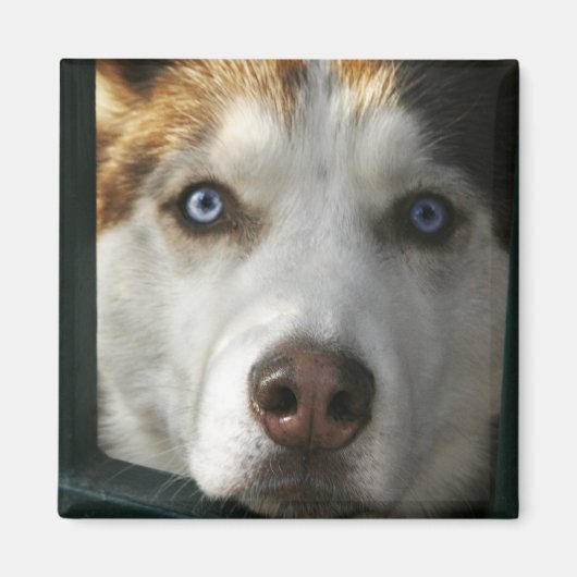 Aimant Magnat des yeux de chiot (Devant)