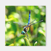 Aimant Magnat du support de libellule (Devant)