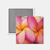 Aimant Magnat Hanna Pink Glow Plumeria (Recto/Verso)