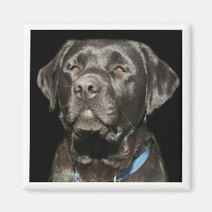 Aimant Magnat Labrador Retriever