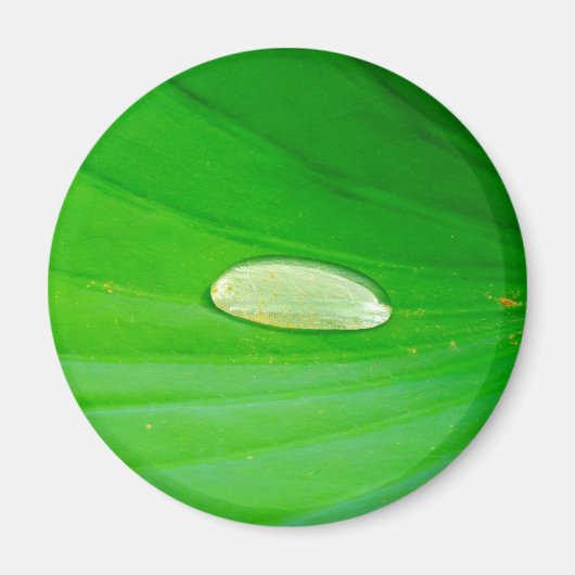 Aimant Magnat Lily Pad (Devant)