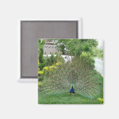 Aimant Magnat photo Peacock in Garden (Recto/Verso)
